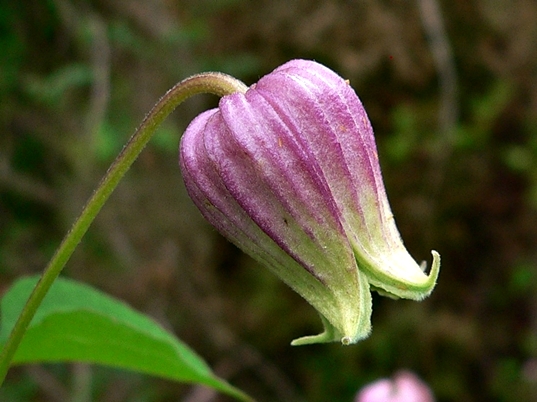 {Clematis flaccida}